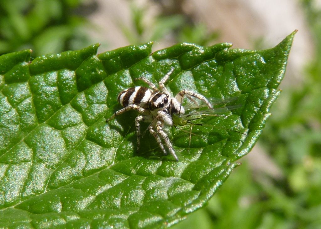 Quale Salticidae??